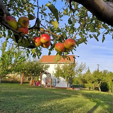 Laurus Vendeghaz * Lovas