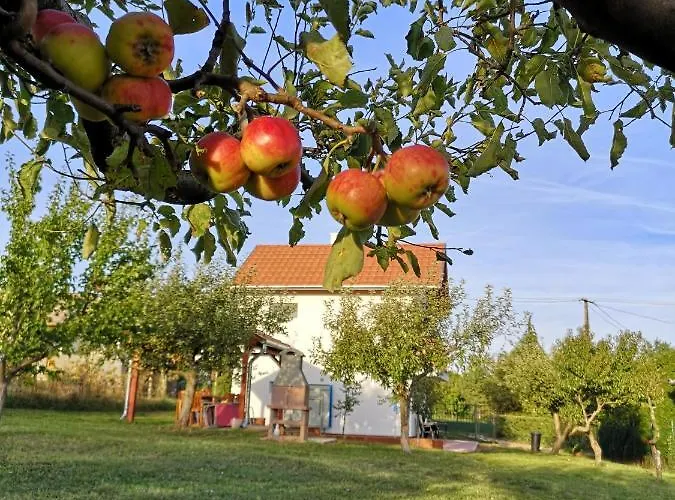 Laurus Vendeghaz * Lovas